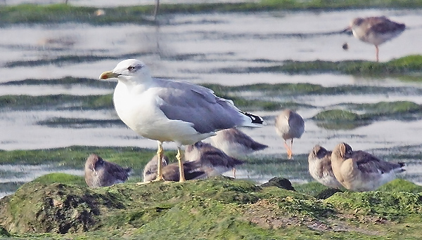 Yellow-legged Gull