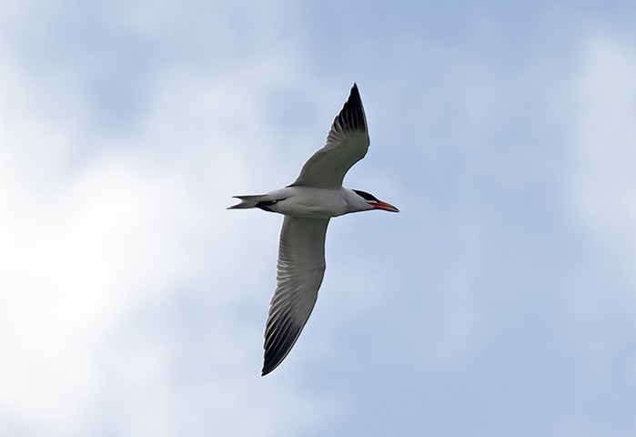 Caspian Tern