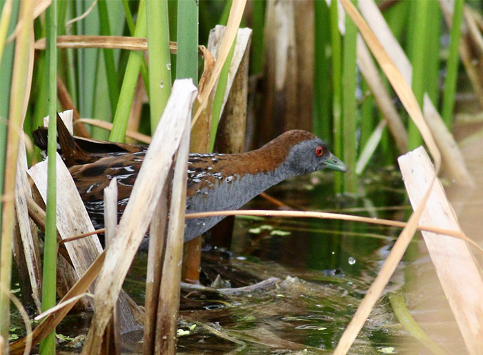 Baillon's Crake