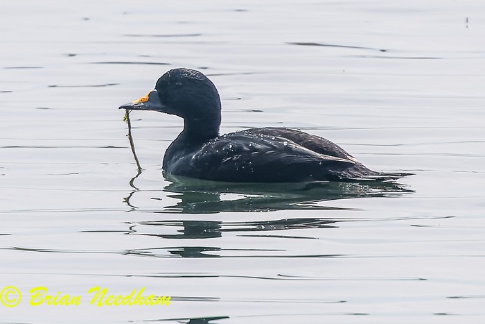 Common Scoter