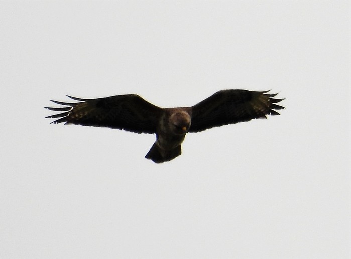 Buzzard