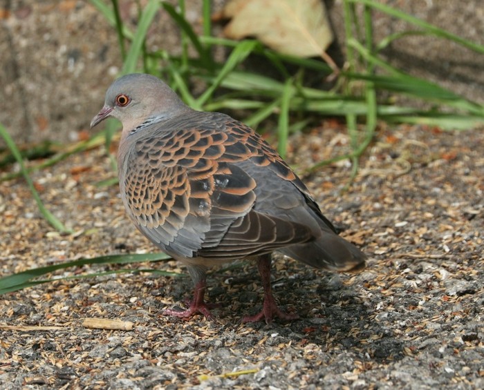 Western Rufous Turtle Dove