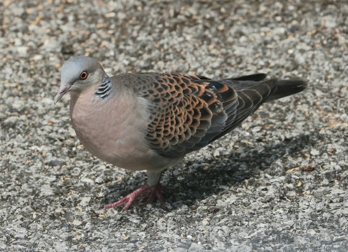 Western Rufous Turtle Dove