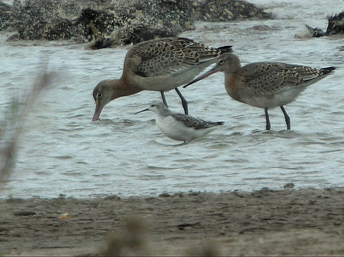 Wilson's Phalarope
