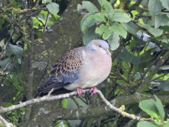 Western Rufous Turtle Dove
