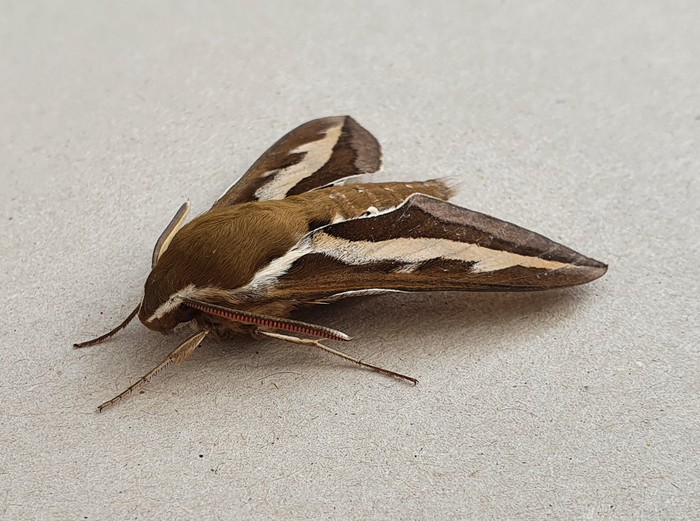 Bedstraw Hawk-moth