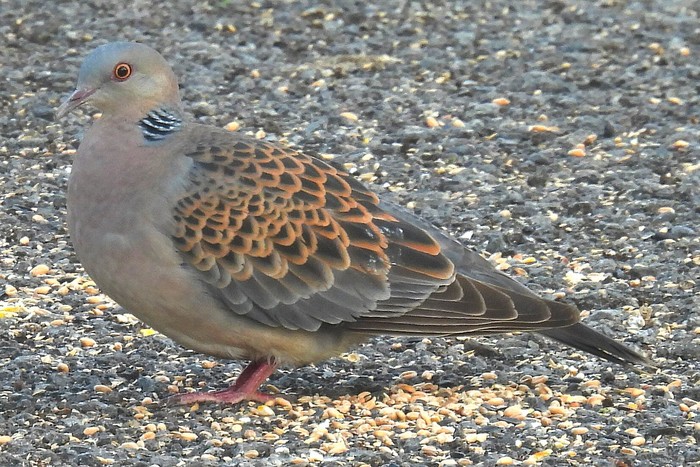 Western Rufous Turtle Dove