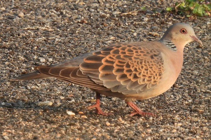 Western Rufous Turtle Dove