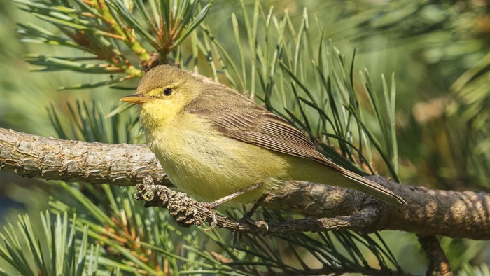 Melodious Warbler