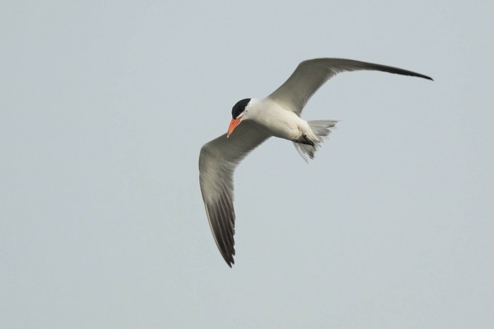 Caspian Tern