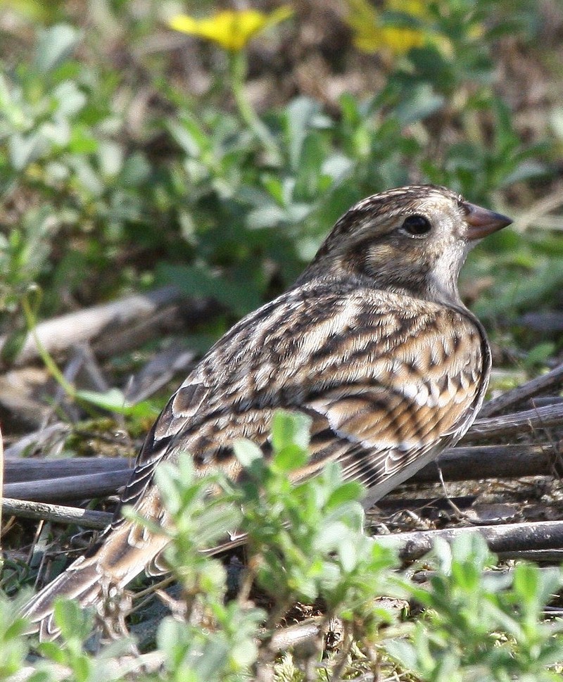 Lapland Bunting