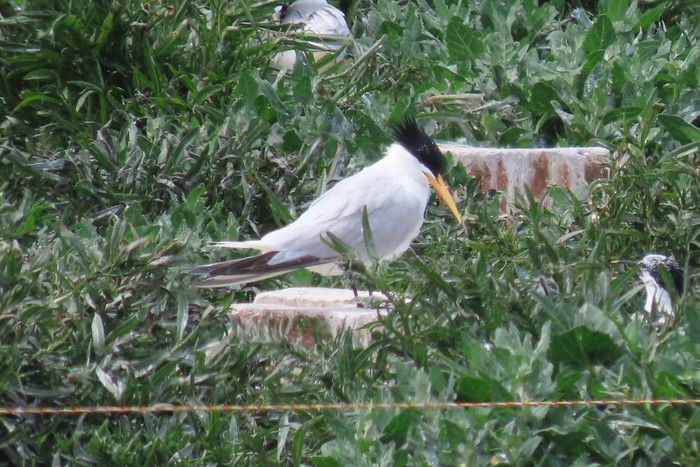 Elegant Tern