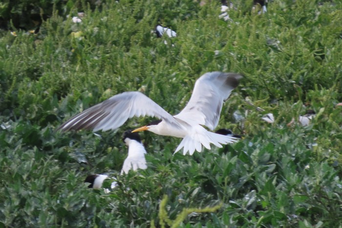 Elegant Tern