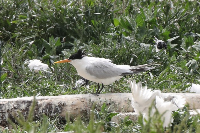 Elegant Tern