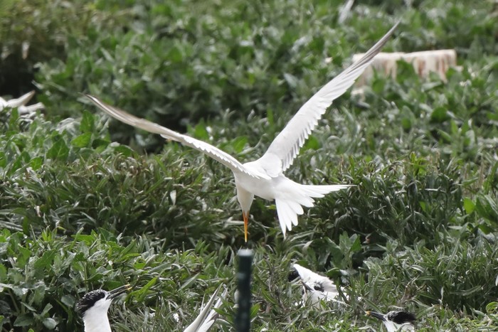 Elegant Tern