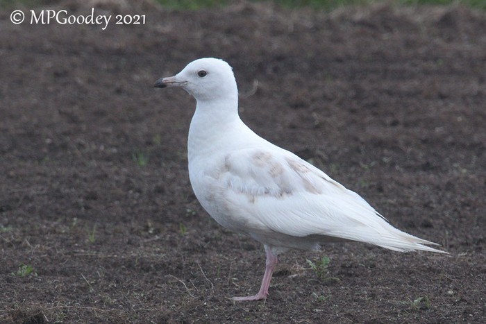 Iceland Gull