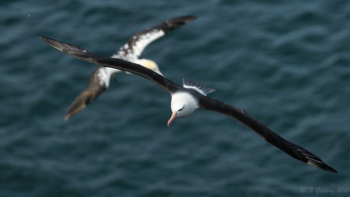 Black-browed Albatross