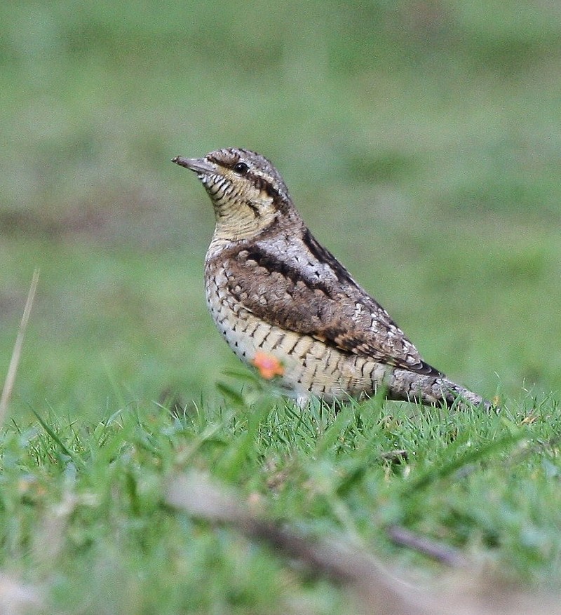 Wryneck