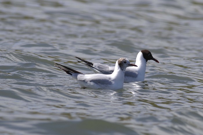 Bonaparte's Gull 