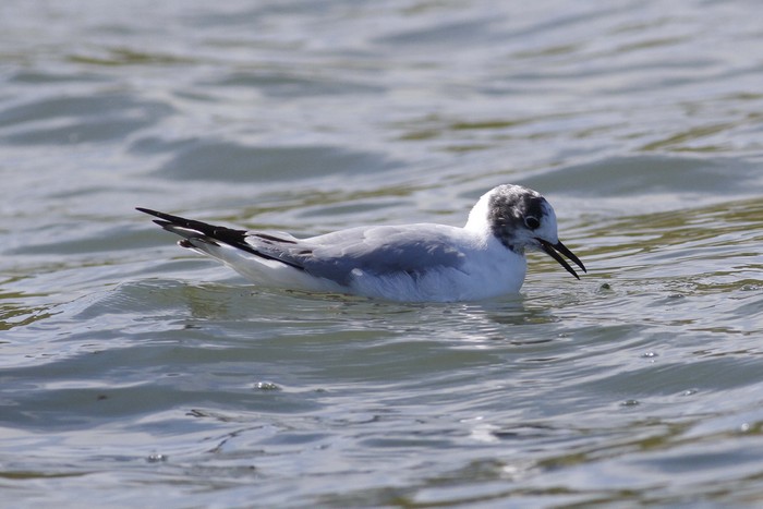 Bonaparte's Gull