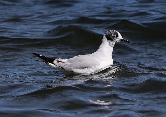 Bonaparte's Gull