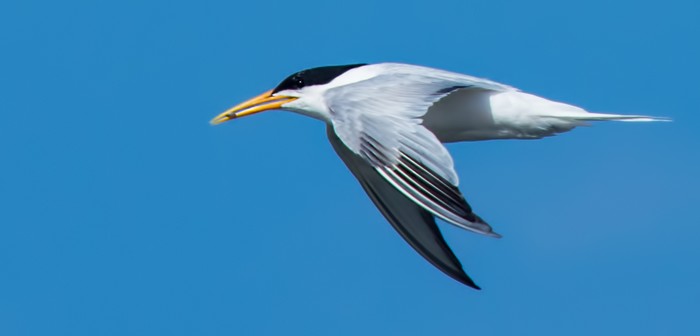 Elegant Tern