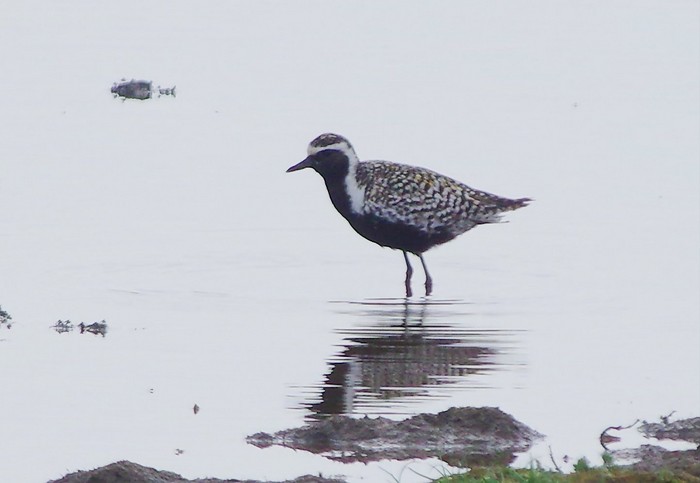 Pacific Golden Plover