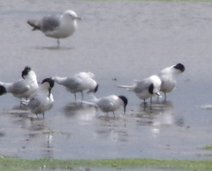 Roseate Tern