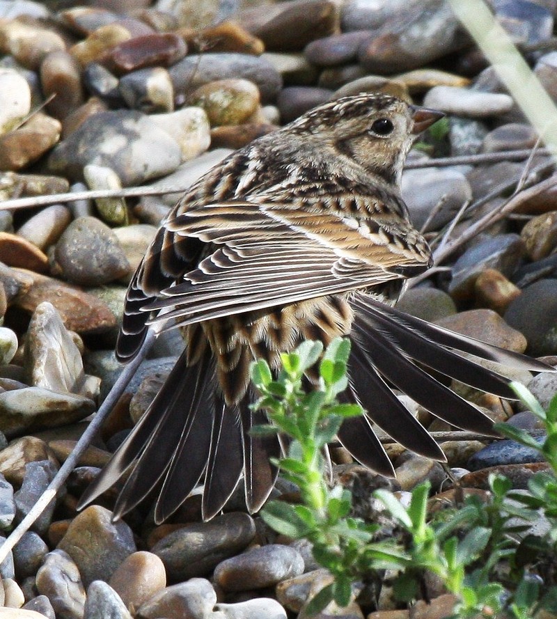 Lapland Bunting