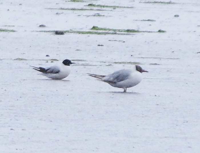 Little Gull