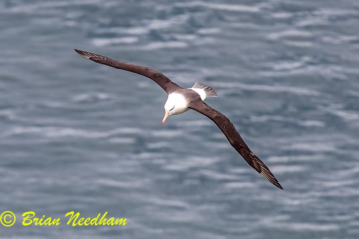 Black-browed Albatross
