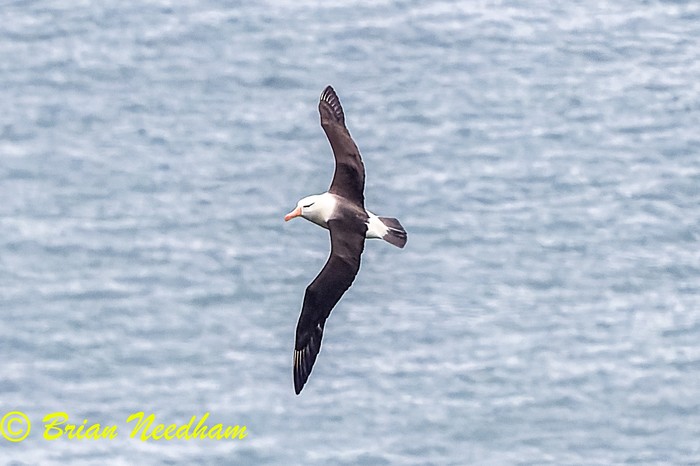 Black-browed Albatross