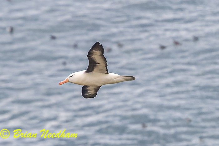 Black-browed Albatross