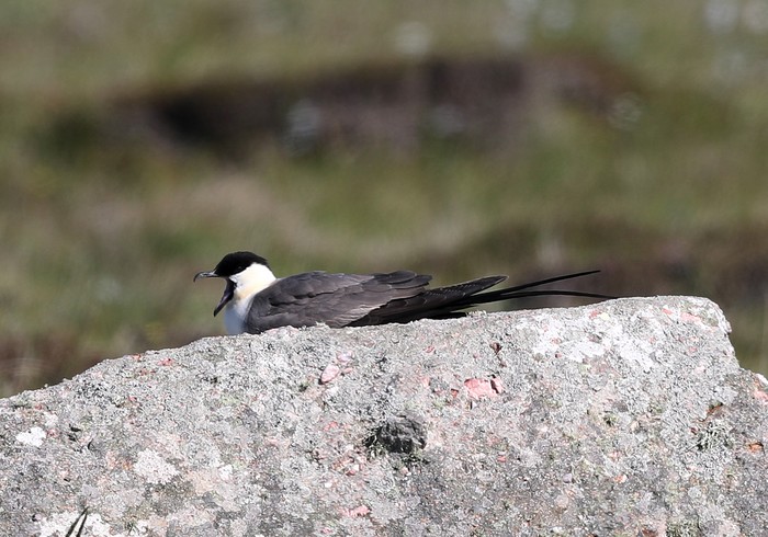 Long-tailed Skua