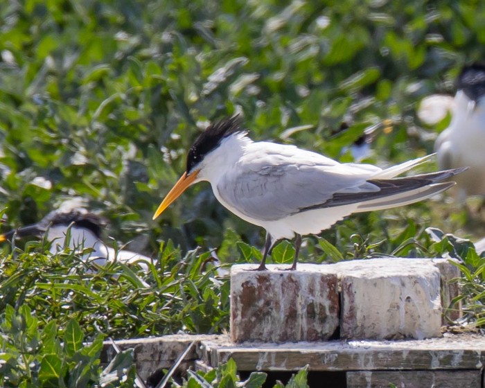 Elegant Tern