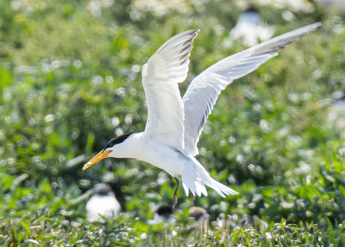 Elegant Tern