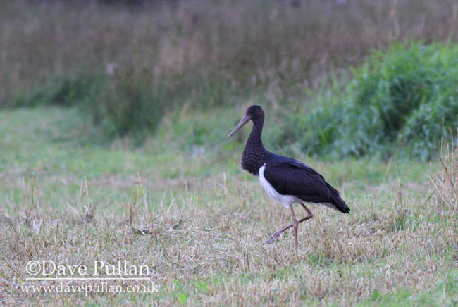 Black Stork