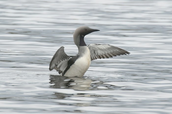 Black-throated Diver