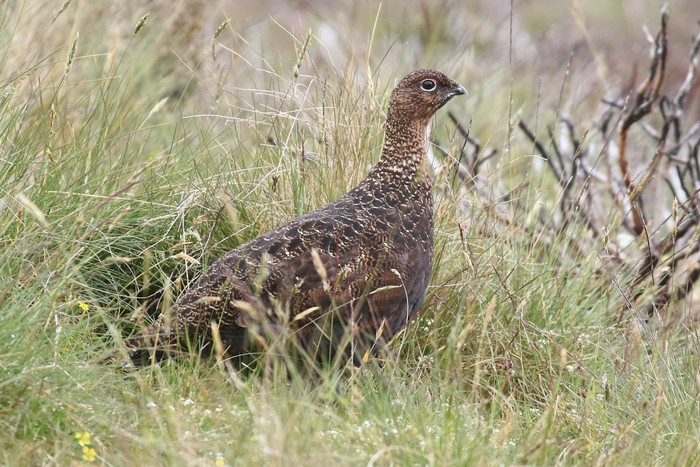 Red Grouse
