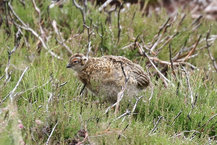 Red Grouse