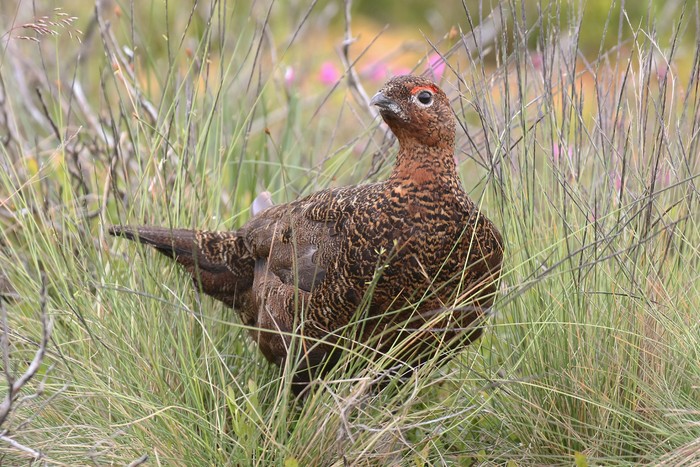 Red Grouse