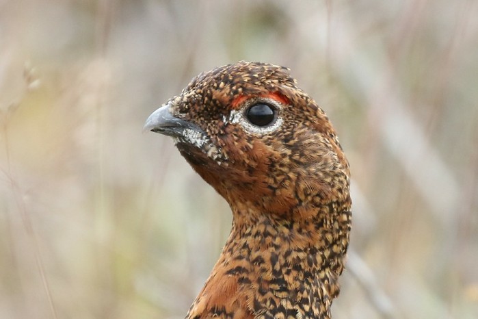 Red Grouse