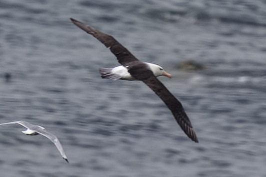 Black-browed Albatross