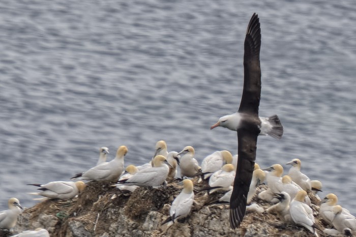 Black-browed Albatross