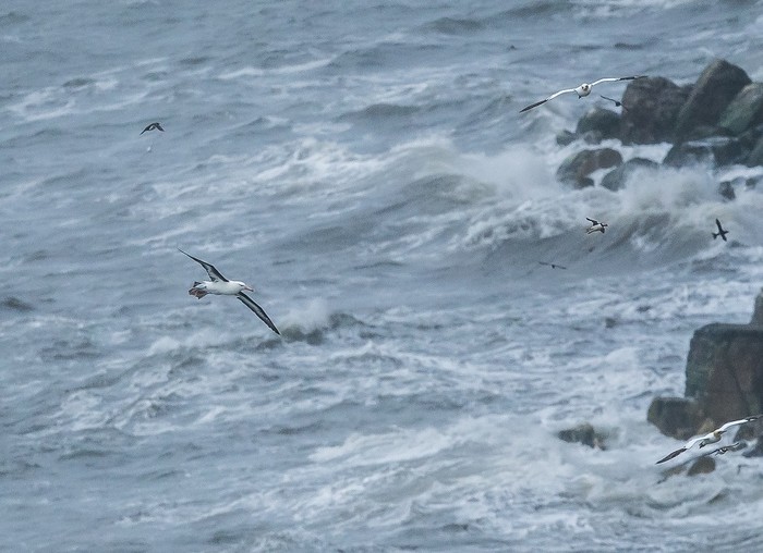 Black-browed Albatross