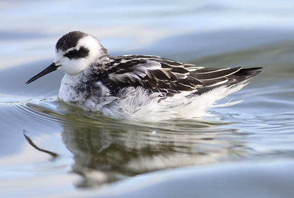 Red-necked Phalarope