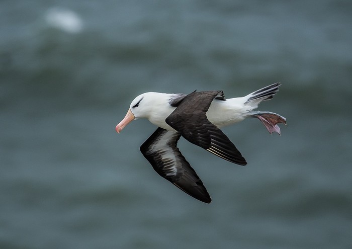Black-browed Albatross