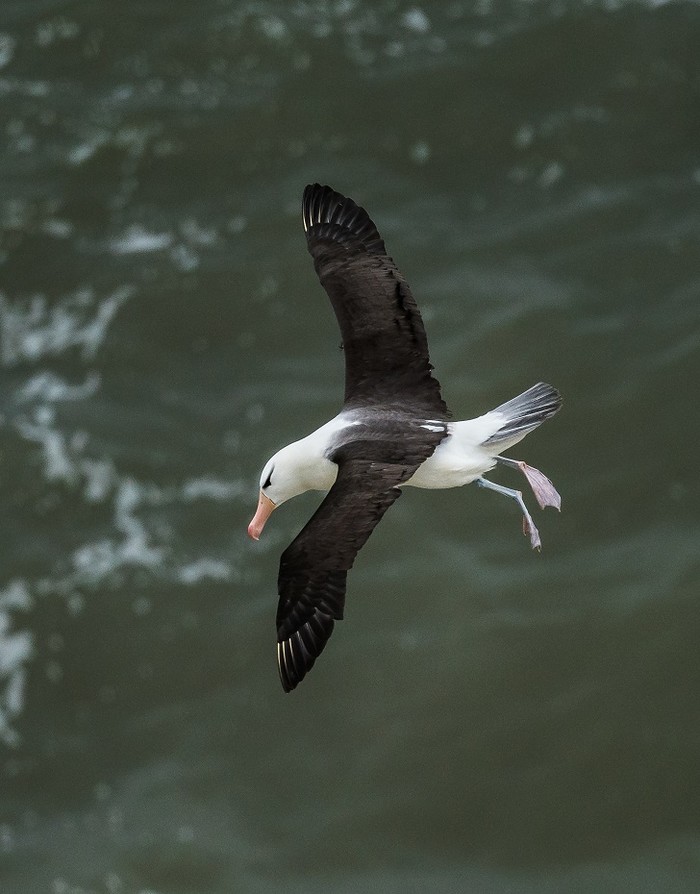 Black-browed Albatross