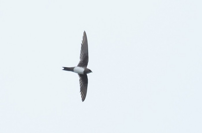 Alpine Swift