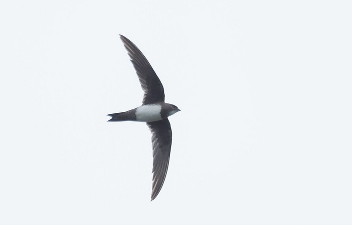 Alpine Swift